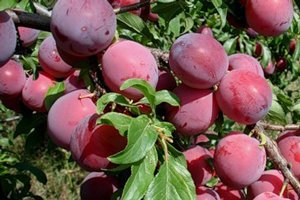 Російська зливу (алича гібридна) — диплоїдний вид з відмінною пристосовністю