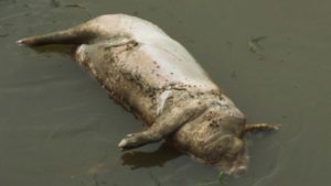 Сонник Вмираюча Свиня у сні бачити до чого сниться?