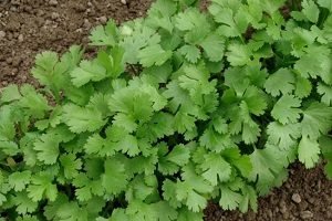 Коріандр: вирощування з насіння та догляд за рослиною