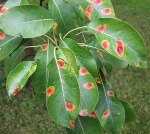 Хвороби груші: опис найбільш поширених захворювань і шкідників