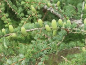 Дерево модрина: опис з фото, види і сорти