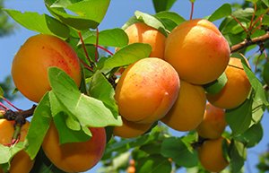 Самоплідні абрикоси: особливості і характеристики сортів