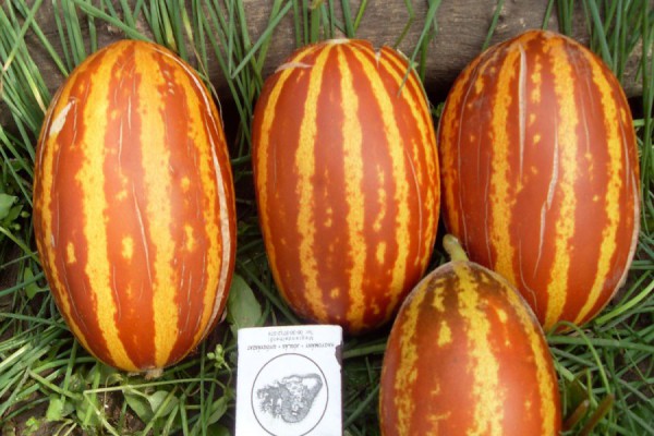 Все про дині і навіть більше: опис, властивості, склад, многоообразие сортів та їх особливості