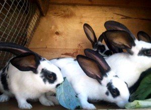 Розведення кроликів як прибутковий бізнес: план і ідеї по організації справи, рентабельність та можливі ризики