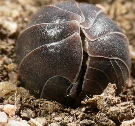 Засіб від мокриць – народні методи або хімія?