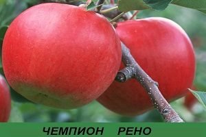 Яблуня Чемпіон: фото та опис високоврожайного сорту