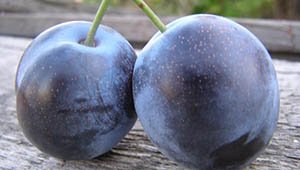 Зливу колоновидна: опис і характеристики кращих сортів