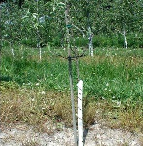 Сорт груші Просто Марія: особливості плодів, посадка і догляд