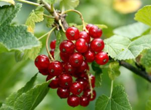 Як пересадити смородину на нове місце за всіма правилами