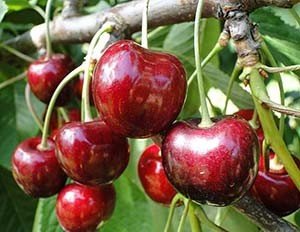 Найпопулярніші сорти червоної черешні: Кордія, Червона гірка і Світхарт