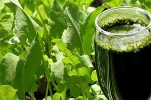 Унікальний щавель — його властивості і способи застосування