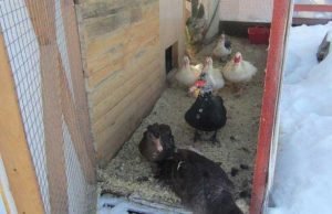 Зміст качок взимку в домашніх умовах: як зберегти відмінну яйценосність і продуктивність птахів в холодну пору року