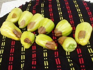 Огляд різних хвороб перцю: інфекційні і неінфекційні комахи шкідники