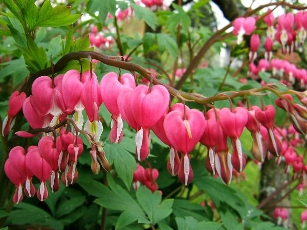 Тіньолюбні садові квіти багаторічники: фото та назви рослин, поради по догляду