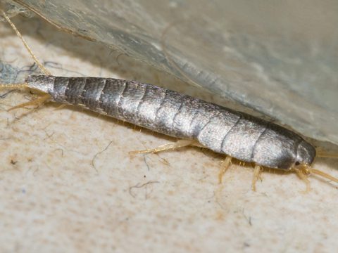 Чешуйница – як позбутися і не допустити повторного появи