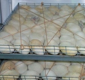 Інкубатор для гусячих яєць: види, будова, технічні характеристики, фото і відео