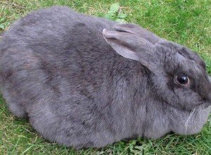 Особливості вирощування кролів мясних порід: інвентар, годування, розмноження і відеоінструкція