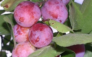 Різновиди гібрида сливи — з абрикосом, вишнею і аличею