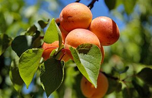 Абрикоси: опис ранніх, середніх і пізніх сортів