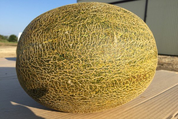 Вирощування дині в відкритому грунті Чорноземя: кращі сорти, посадка насіння і рекомендації по догляду