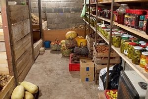 Ріпа: посадка і догляд у відритому грунті