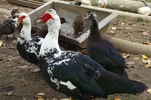 Що їдять индоутки: рекомендації по харчуванню свійської птиці