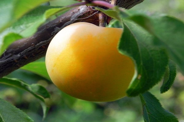 Популярні сорти жовтих слив для посадки та вирощування на дачній ділянці: фотогалерея з описом
