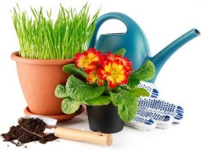 Примула — весняні первоцвіти: яскраві фото з назвами сортів і порадами по догляду