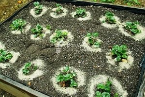 Підгодівля полуниці навесні — добрива та догляд