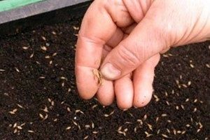 Монтбреция – шафрановий аромат або невизнаний гладіолус