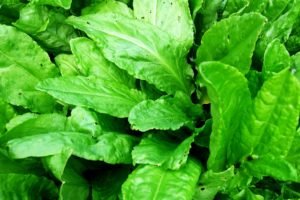 Унікальний щавель — його властивості і способи застосування