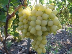 Високоврожайний виноград «Захват»: докладний опис сорту з фото, нюанси вирощування та відгуки садівників