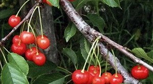 Опис сорту черешні з хорошою зимостійкістю Фатеж: умови вирощування та догляду