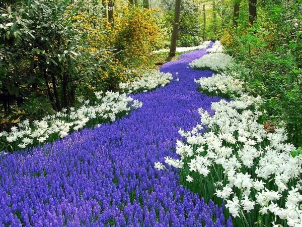 Як зробити красиву клумбу з багаторічників: ідеї, підбір кольорів, покрокова інструкція, схеми та фото