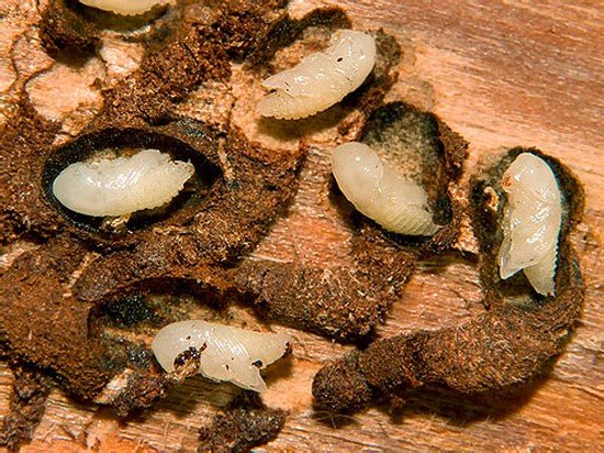 Короїд: особливості життєдіяльності та методи боротьби