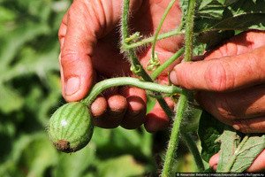 Вирощування кавунів на Уралі: поради щодо вибору сортів і догляду за кавунами