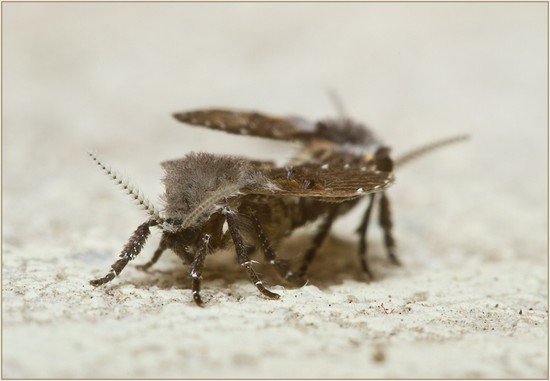 Бабочница: характеристика та методи боротьби