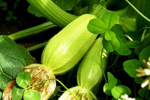 Як не заплутатися в різноманітності видів кабачків