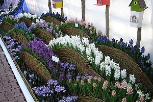 Як зробити тин на дачі своїми руками: інструкція, матеріали і рекомендації з виготовлення