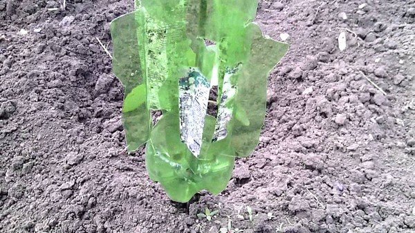 Як боротися з медведкою: народні методи