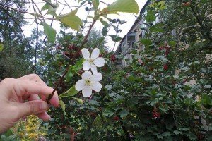 Вишня Малятко — опис сорту та відгуки