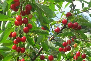 Опис популярних сортів вишні звичайної: Лебедянская, Чорнокірка, Санія