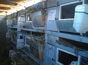 Розведення кроликів як прибутковий бізнес: план і ідеї по організації справи, рентабельність та можливі ризики