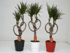 Драцена: розмноження в домашніх умовах живцями, відводками та насінням