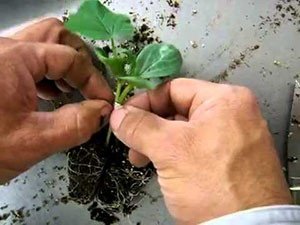 Щеплення кавуна на гарбуз – відео