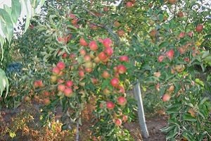 Яблуня Чемпіон: фото та опис високоврожайного сорту