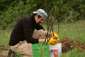 Опис сорту вишні Молодіжна: правила догляду за саджанцями