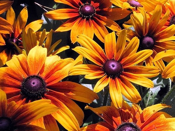 Високорослі багаторічні садові квіти: фото та назви рослин, поради по догляду