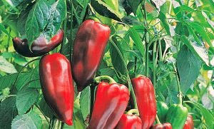 Вибираємо насіння перців: огляд кращих сортів для відкритого грунту
