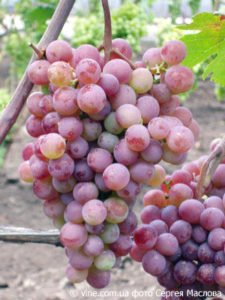 Виноград російський ранній — секрети вирощування цього сорту